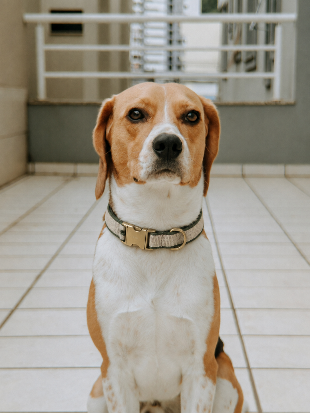 佩戴伴野奶油橄榄绿项圈的比格犬